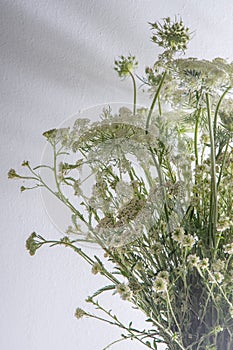 Bouquet of white flowers on a white background. Wild carrot and yarrow. Simple summer flower. Nature flora aesthetic