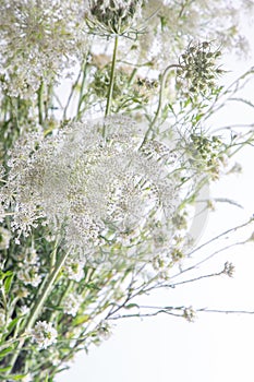 Bouquet of white flowers on a white background. Wild carrot and yarrow. Simple summer flower. Nature flora aesthetic