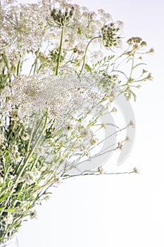 Bouquet of white flowers on a white background. Wild carrot and yarrow. Simple summer flower. Nature flora aesthetic