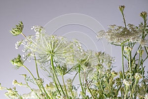 Bouquet of white flowers on a white background. Wild carrot and yarrow. Simple summer flower. Nature flora aesthetic