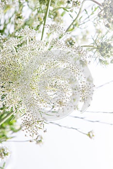 Bouquet of white flowers on a white background. Wild carrot and yarrow. Simple summer flower. Nature flora aesthetic