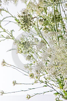 Bouquet of white flowers on a white background. Wild carrot and yarrow. Simple summer flower. Nature flora aesthetic