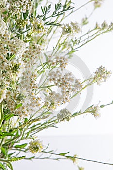 Bouquet of white flowers on a white background. Wild carrot and yarrow. Simple summer flower. Nature flora aesthetic