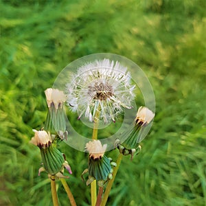 Bouquet of white fluffy and closed dandelion flowers on green grass background