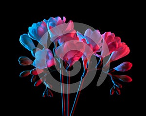 Bouquet of white freesia flowers blooming, pink and blue neon light. Isolated