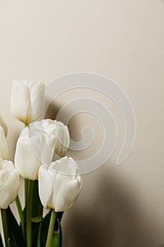 Bouquet of white fresh tulips, beautiful spring flowers, free space, women\'s holiday on March 8