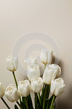 Bouquet of white fresh tulips, beautiful spring flowers, free space, women's holiday on March 8