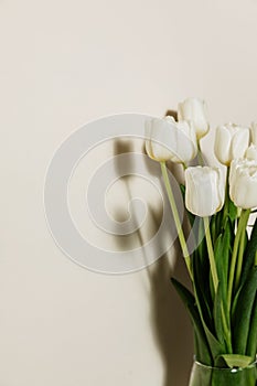 Bouquet of white fresh tulips, beautiful spring flowers, free space, women's holiday on March 8