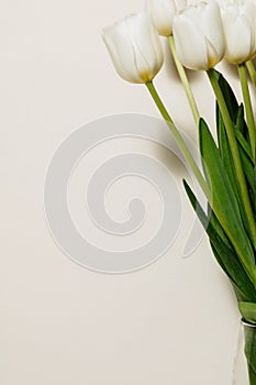 Bouquet of white fresh tulips, beautiful spring flowers, free space, women's holiday on March 8