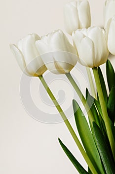 Bouquet of white fresh tulips, beautiful spring flowers, free space, women's holiday on March 8