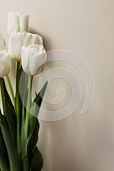 Bouquet of white fresh tulips, beautiful spring flowers, free space, women's holiday on March 8