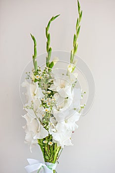 Bouquet of white gladioli. Whiteness delicate gladiolus flowers. Close up on white background