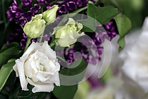 Bouquet of white and green eustomas on a black background, close up