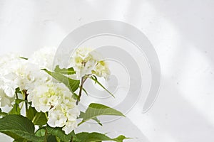 Bouquet of white hydrangea flowers blossoming on abstract light background