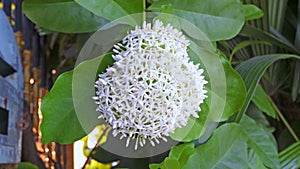 Bouquet of White Ixora Flowers blooming along the fence