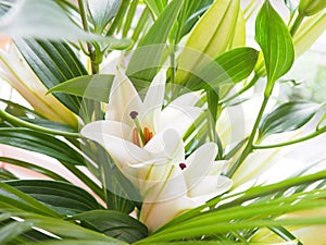 Bouquet of white lilies