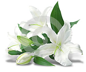 Bouquet of white lilies photo