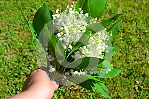 Bouquet of White lilies of the valley with leaves on a background of green grass