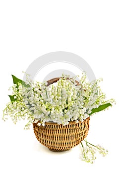 Bouquet of white lily of the valley Convallaria majalis in the basket on white background with space for text