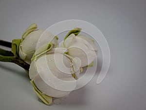 Bouquet of white Lotus for worship,