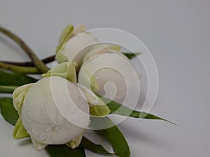 Bouquet of white Lotus for worship,