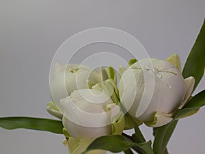 Bouquet of white Lotus for worship,