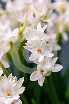 Bouquet white narcissus flowers and space for your text. close up