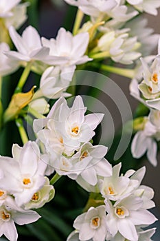 Bouquet white narcissus flowers and space for your text. close up