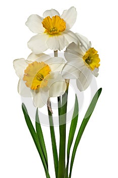 Bouquet white narcissus with petals on white background. Full depth of field.