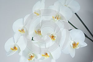 Bouquet of white orchids (orchidaceae)