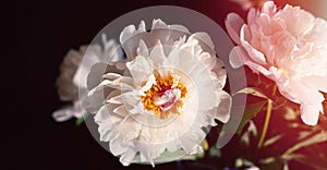 Bouquet of white peonies on black background. Flowers in glass vase. Concept: holiday invitations, postcards, decorative packaging