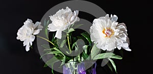 Bouquet of white peonies on black background. Flowers in glass vase. Concept: holiday invitations, postcards, decorative packaging