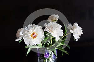 Bouquet of white peonies on black background. Flowers in glass vase. Concept: holiday invitations, postcards, decorative packaging