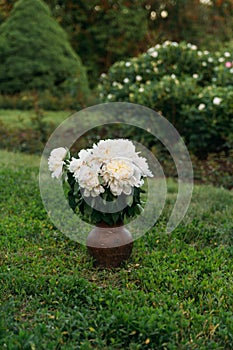 A bouquet of white peonies stands in a clay vase in the garden on the green grass. Botanical Garden. in the countryside in summer.