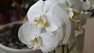 Bouquet with white phalaenopsis orchid flowers.