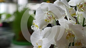 Bouquet with white phalaenopsis orchid flowers.