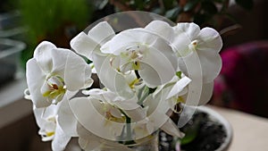 Bouquet with white phalaenopsis orchid flowers.