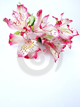 Bouquet of White and Pink Alstroemeria flowers photo