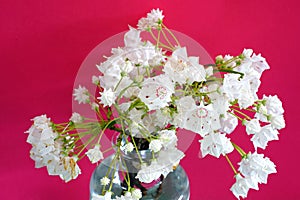 Bouquet of white and pink flowers of Mountain Laurel Kalmia Latifolia