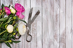 Bouquet of white and pink peonies flowers and vintage scissors on white painted wooden planks. Top view.