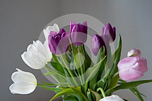 A bouquet of white, pink and purple tulips on a uniform light background.