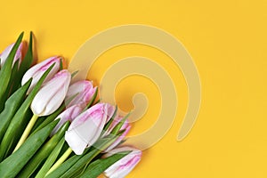 Bouquet of white and pink tulip spring flowers in corner of yellow background with blank copy space