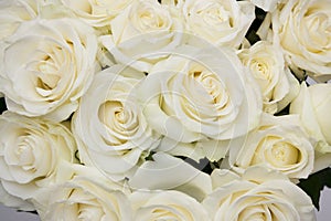 Bouquet white rose closeup