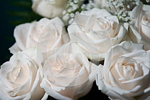 Bouquet of white roses