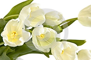 Z biely tulipány 