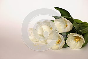 Bouquet of white tulips is...ed on white background photo