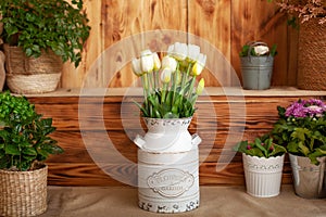 Bouquet White tulips flowers in a basket. interior of spring yard. Rustic terrace. Closeup of flower pots with plants. young plant