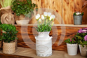 Bouquet White tulips flowers in a basket. interior of spring yard. Rustic terrace. Closeup of flower pots with plants. young plant