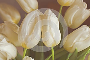 A bouquet of white tulips in a glass vase at home.