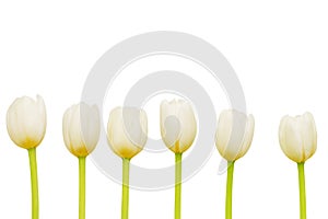 Bouquet of white tulips on a white background. Copyspace. Flowers on a white background